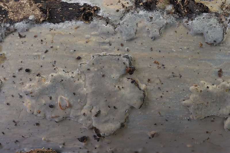 Scytinostroma portentosum